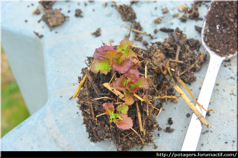 tierra_del_vivero_de_las_ensaladas_1.JPG