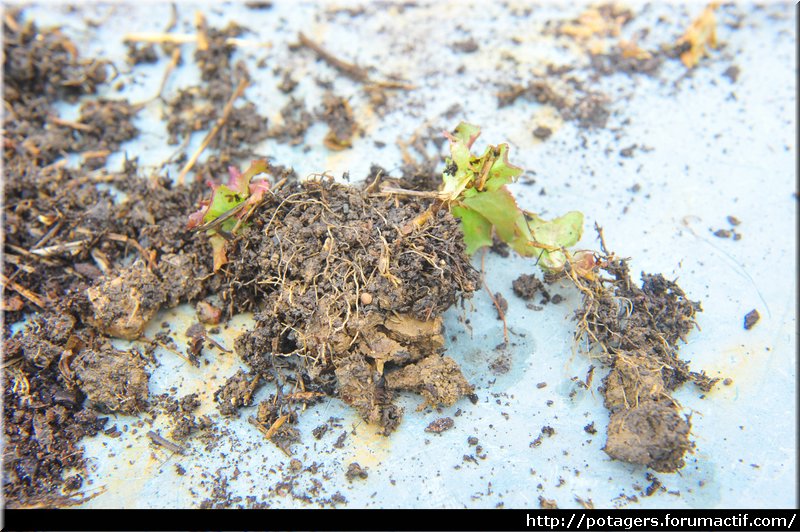 tierra_del_vivero_de_las_ensaladas_3.JPG