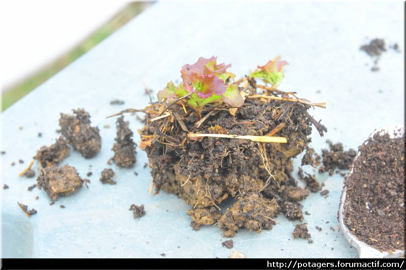 tierra_del_vivero_de_las_ensaladas_4.JPG