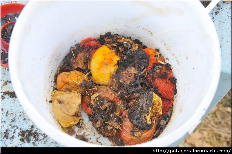 tomates pourries après l'hiver.JPG