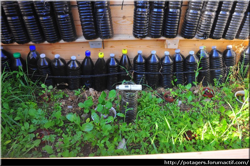 plántulas de berenjena_con_cloche_en_la_bioclimática_case_2.JPG