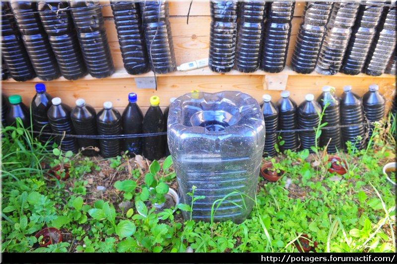 plantules_d'aubergine_sous_cloche_dans_le_coffre_bioclimatique_3.JPG