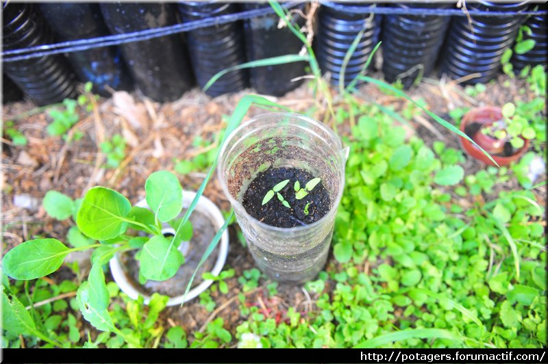 seeds_of_aubergine_sous_cloche_dans_le_coffre_bioclimatique_1.JPG