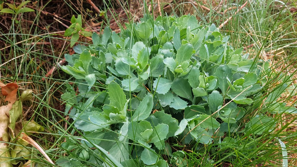 গ্রাস প্ল্যান্ট.জেপিজি