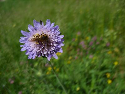 fiore + insetto.JPG