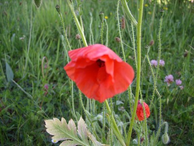 coquelicot.JPG