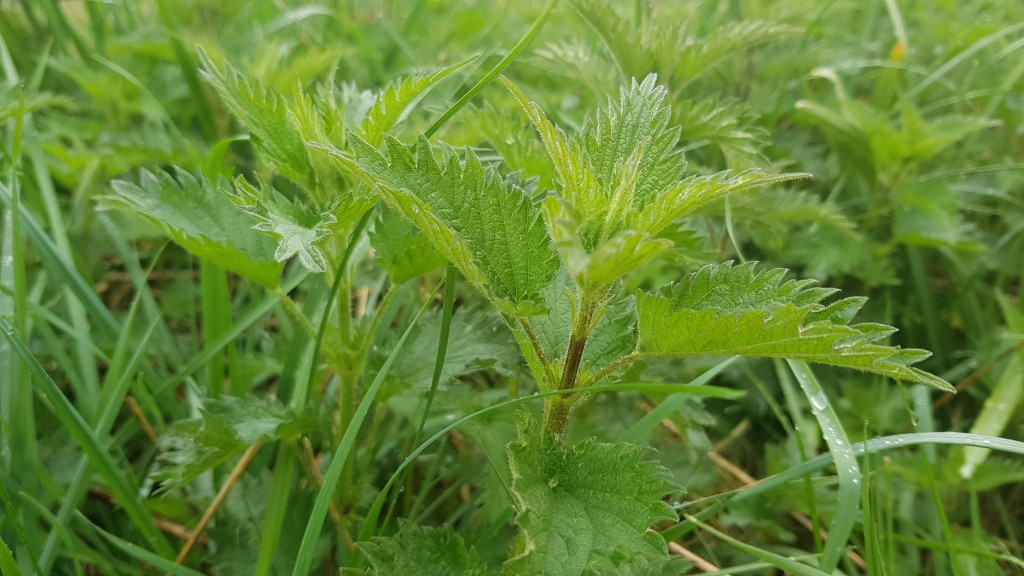 nettles.jpg