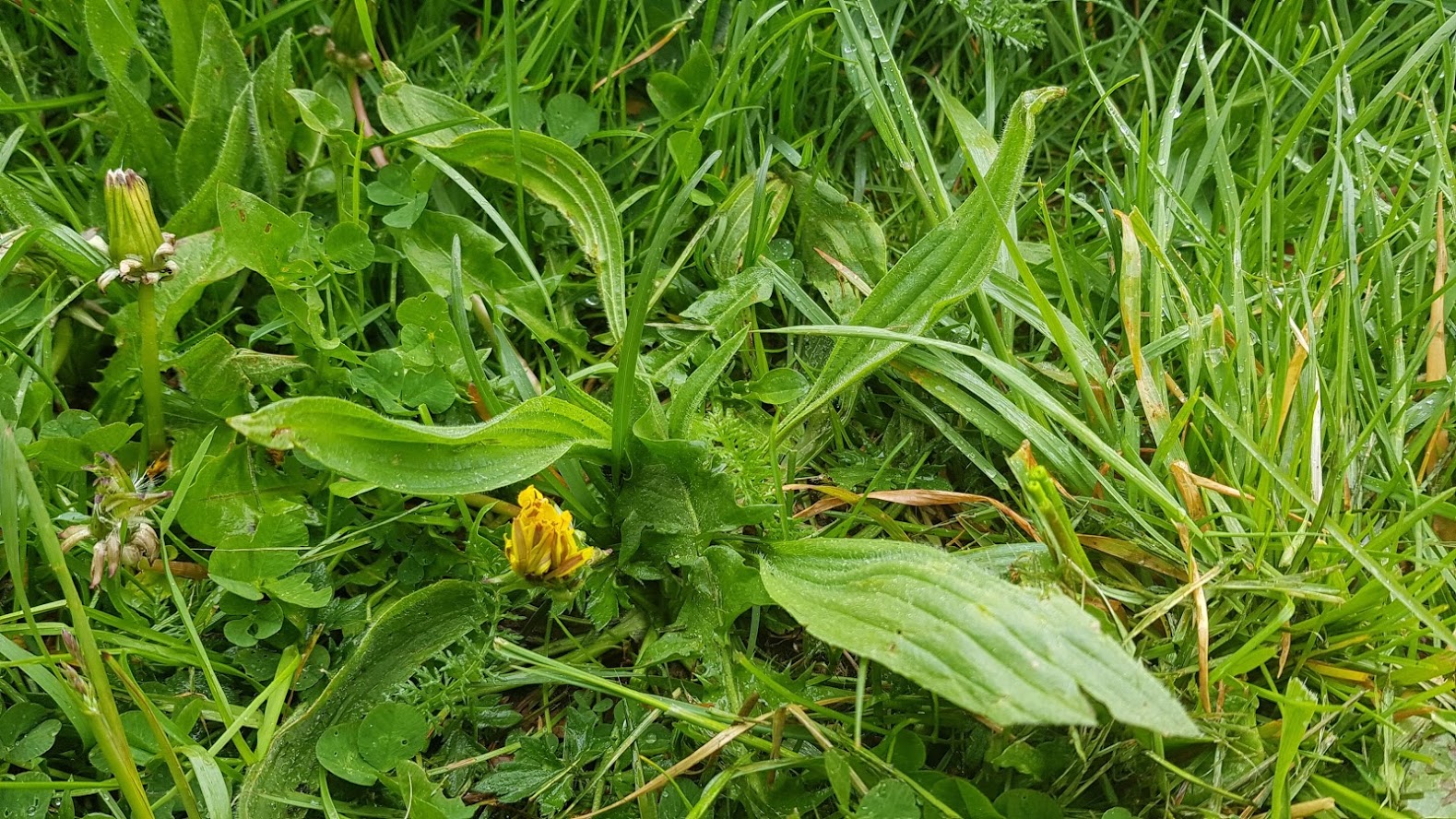 প্ল্যান্টেন.জেপিজি