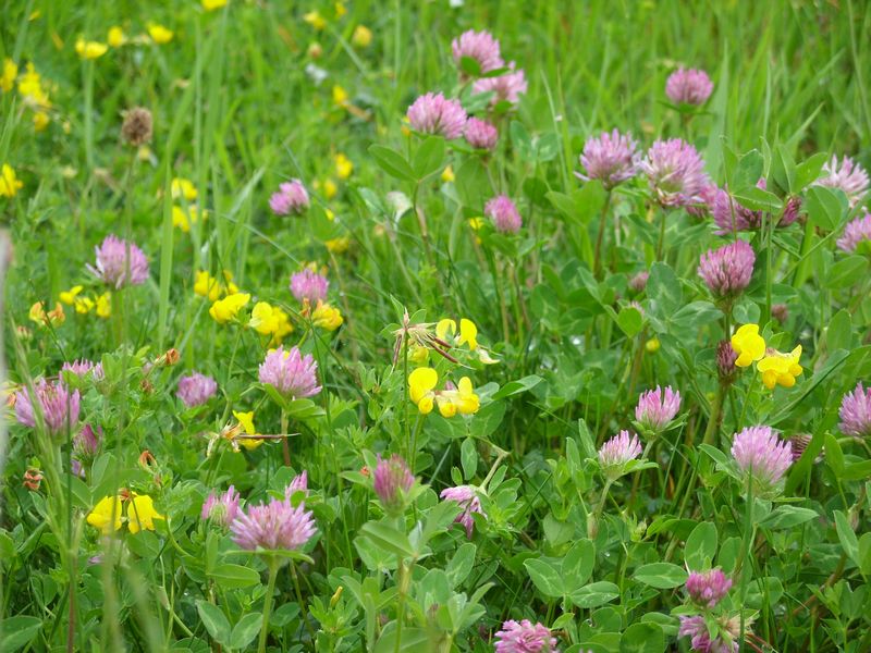 prairie.flower.jpg