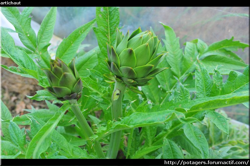 artichoke.JPG