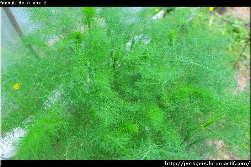 fennel_of_3_years_2.JPG