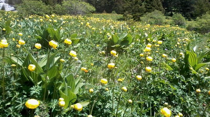 হলুদ meadow.jpg