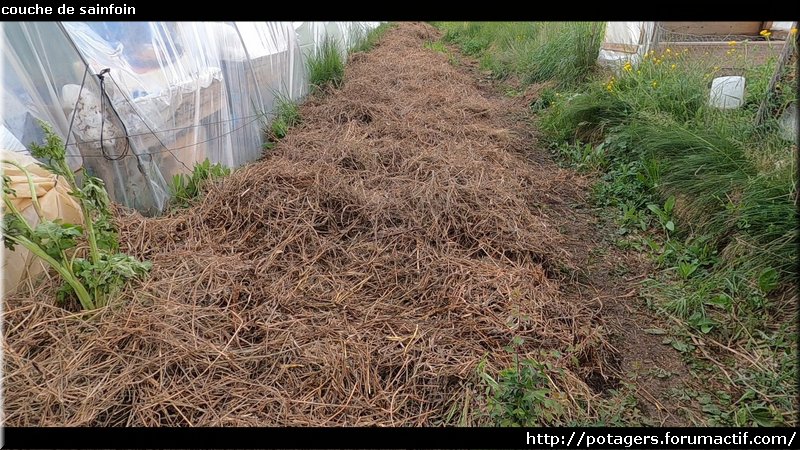 שכבת sainfoin.jpg