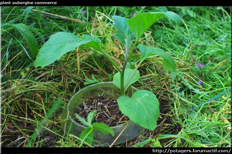 aubergine plant commerce.JPG