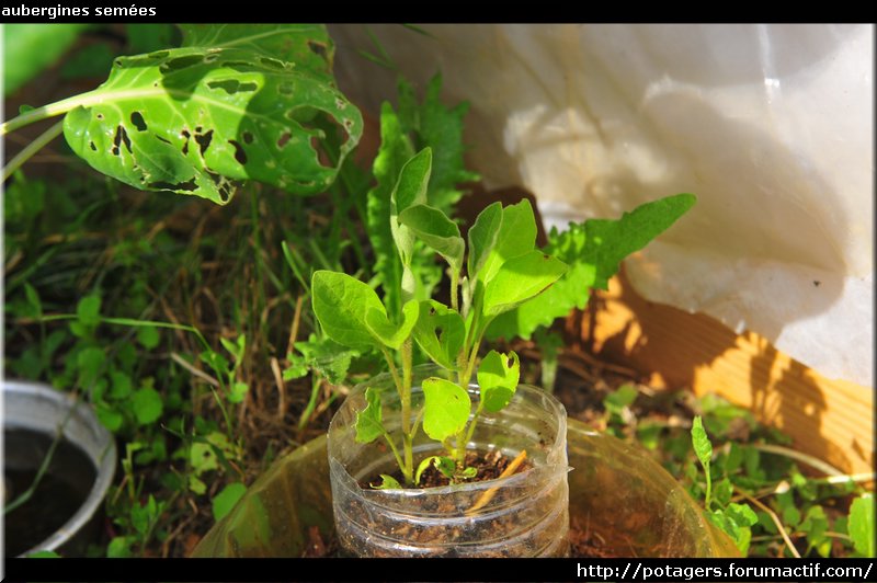 sown eggplant.JPG