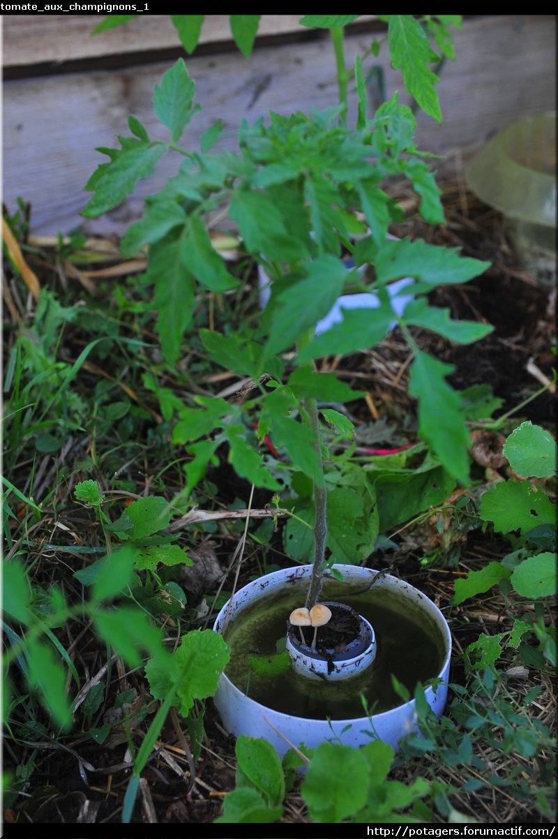 mushroom_tomato_1.JPG