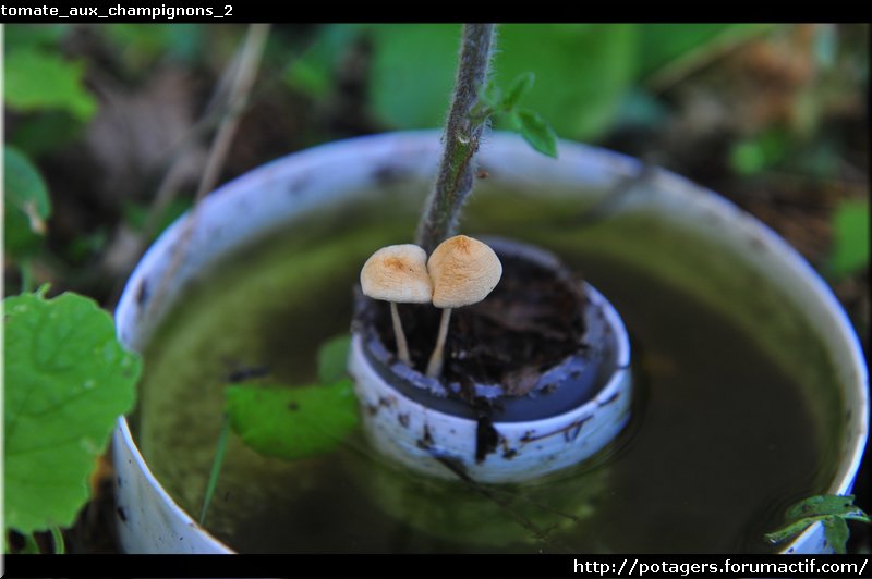 mushroom_tomato_2.JPG