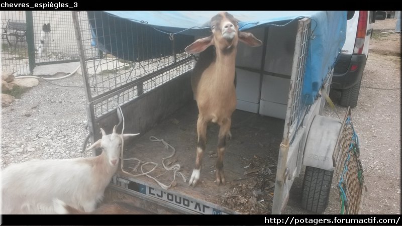 malizioso_goats_3.jpg