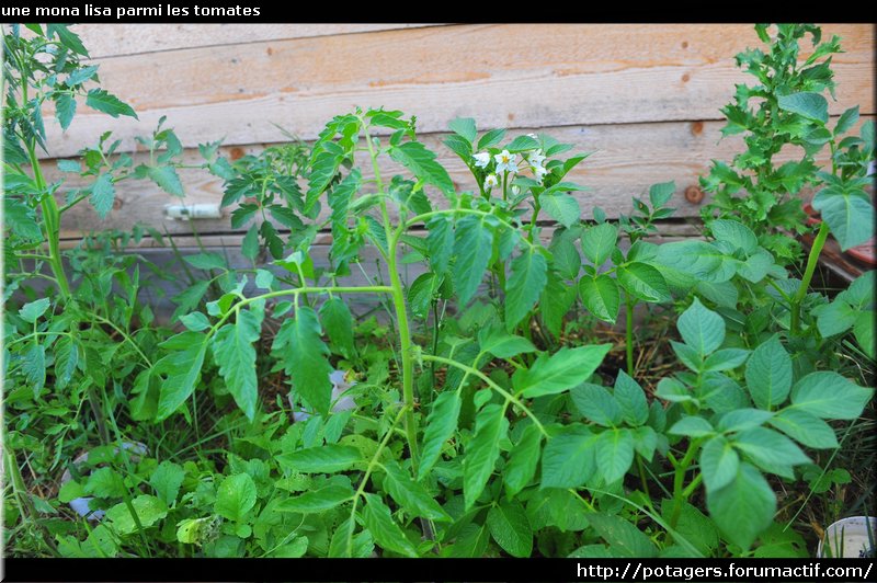 eine mona lisa unter den tomaten.JPG