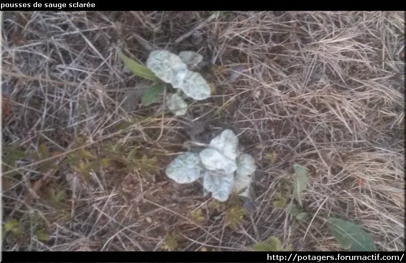 clary sage sprouts.jpg