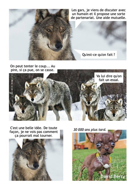 loup.jpg