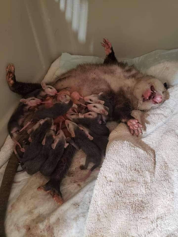 opossum.jpg