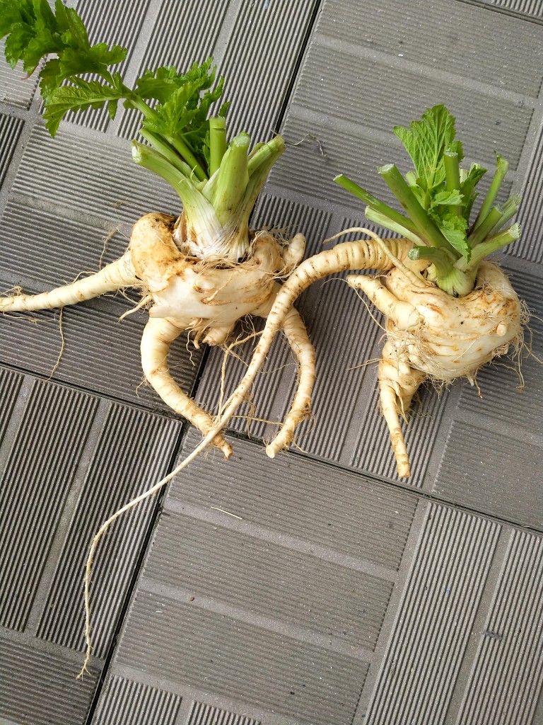 parsnip.jpg