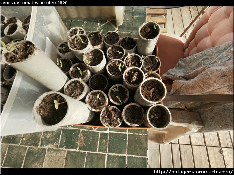 tomato seedlings October 2020.JPG