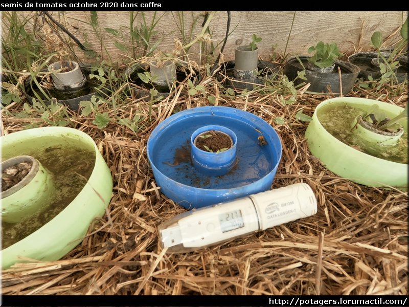 October 2020 tomato seedlings in box.JPG