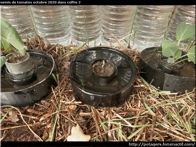 October 2020 tomato seedlings in box 2.JPG