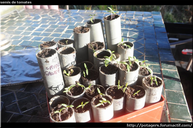 tomato seedlings.JPG