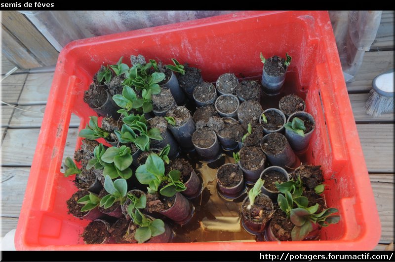 bean seedlings.JPG