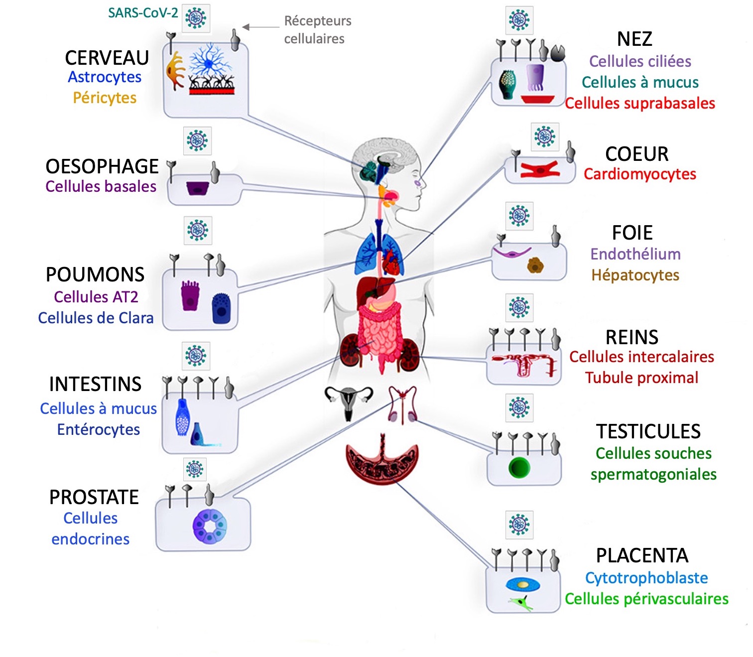 covid-cells-organ3.jpg