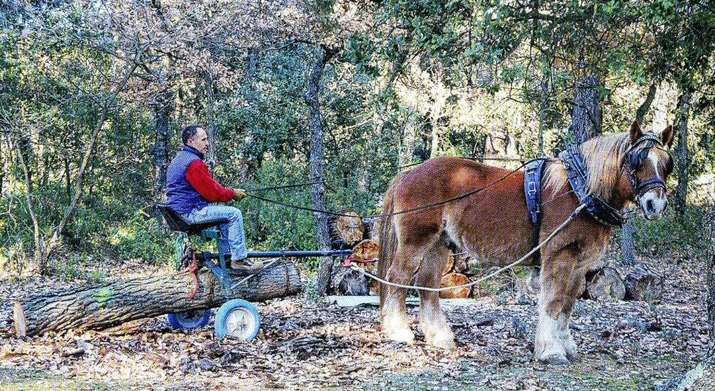 Clinker sentado.jpg