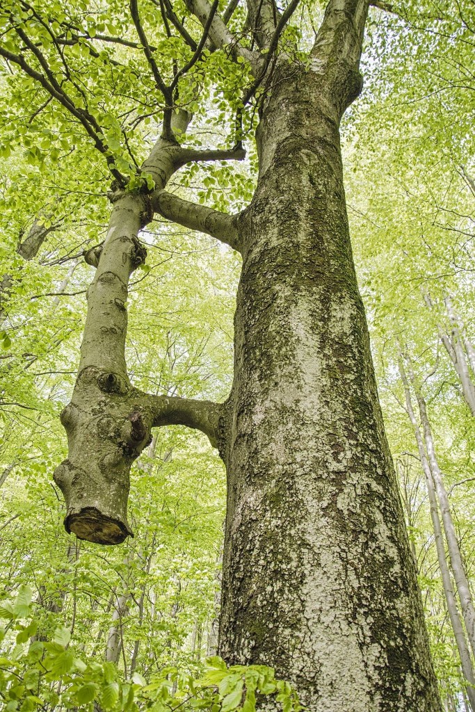 আরব্রে_বিবারোনন.জেপিজি