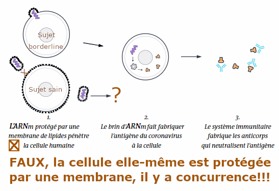 MRNA VS cell.png