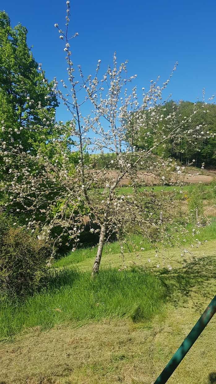 apple tree.jpg