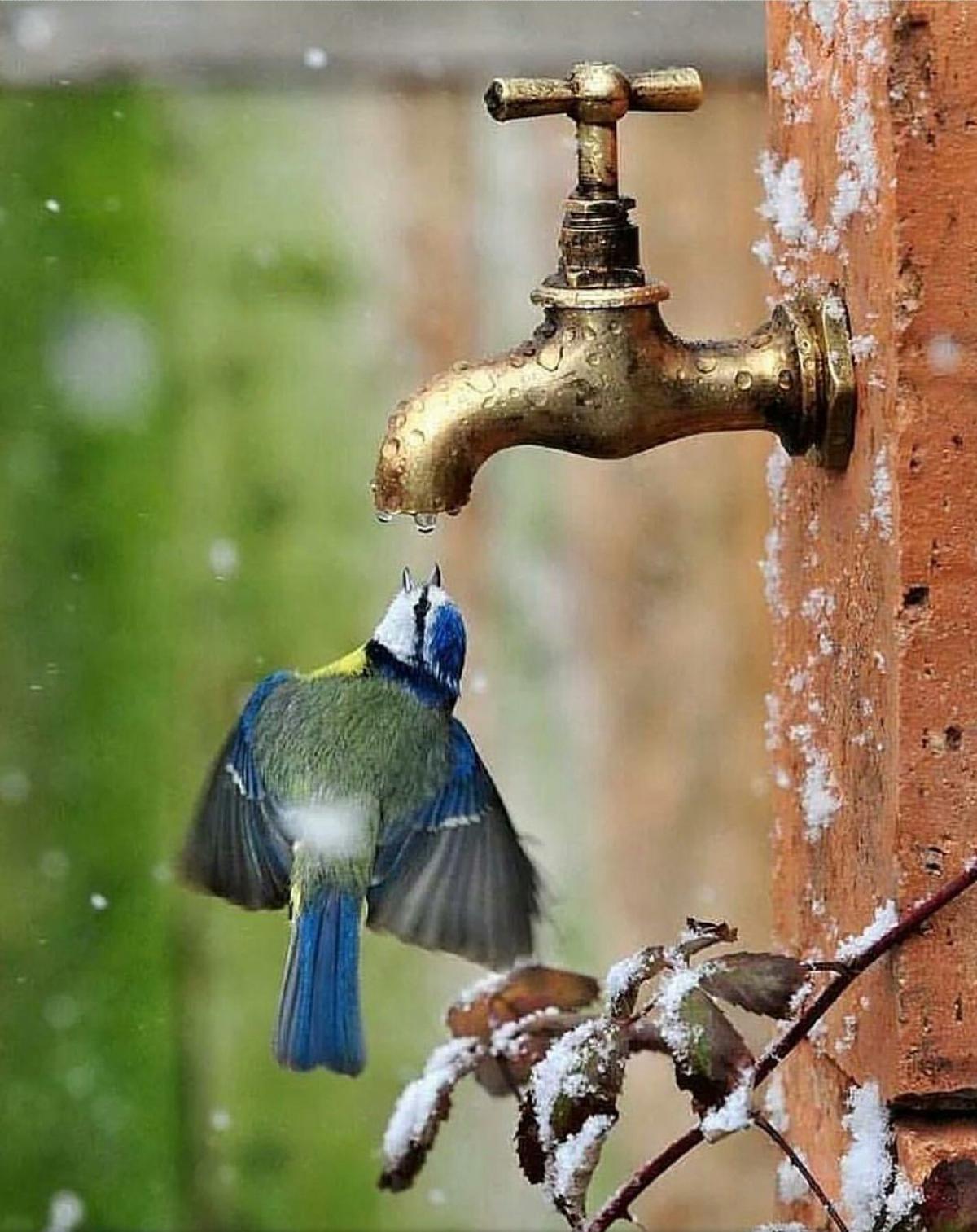 faucet_mésange.jpg