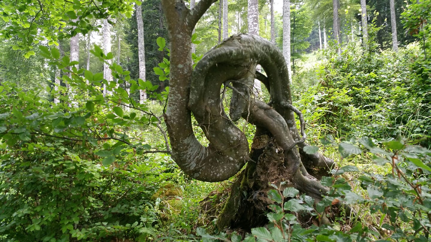 Arborele răsucit.jpg