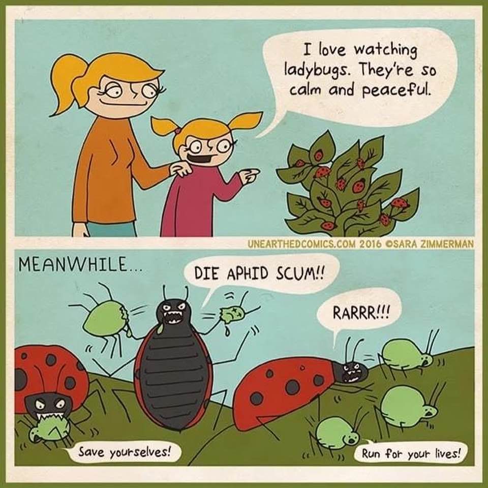 ladybug.jpg