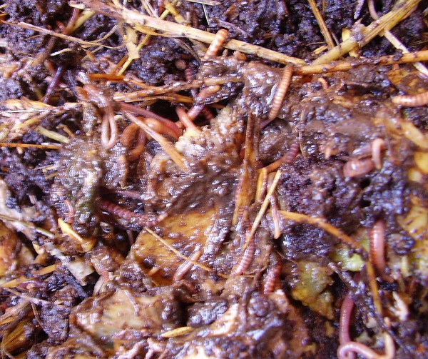 compost.jpg থেকে কীটগুলি