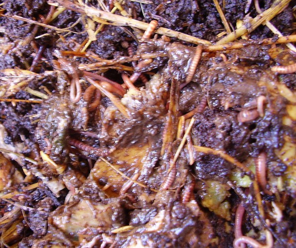 worms from compost.jpg