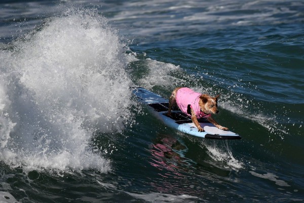 dog surf 2.jpg