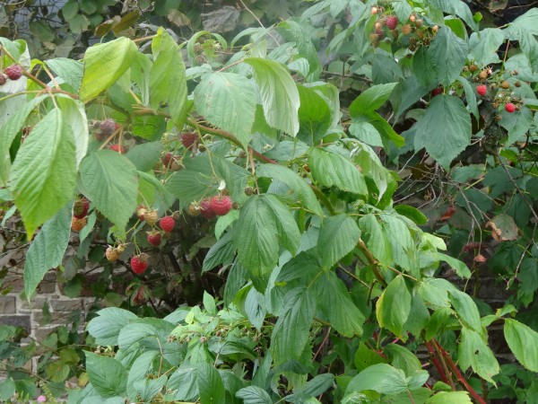 Raspberries_2.jpg