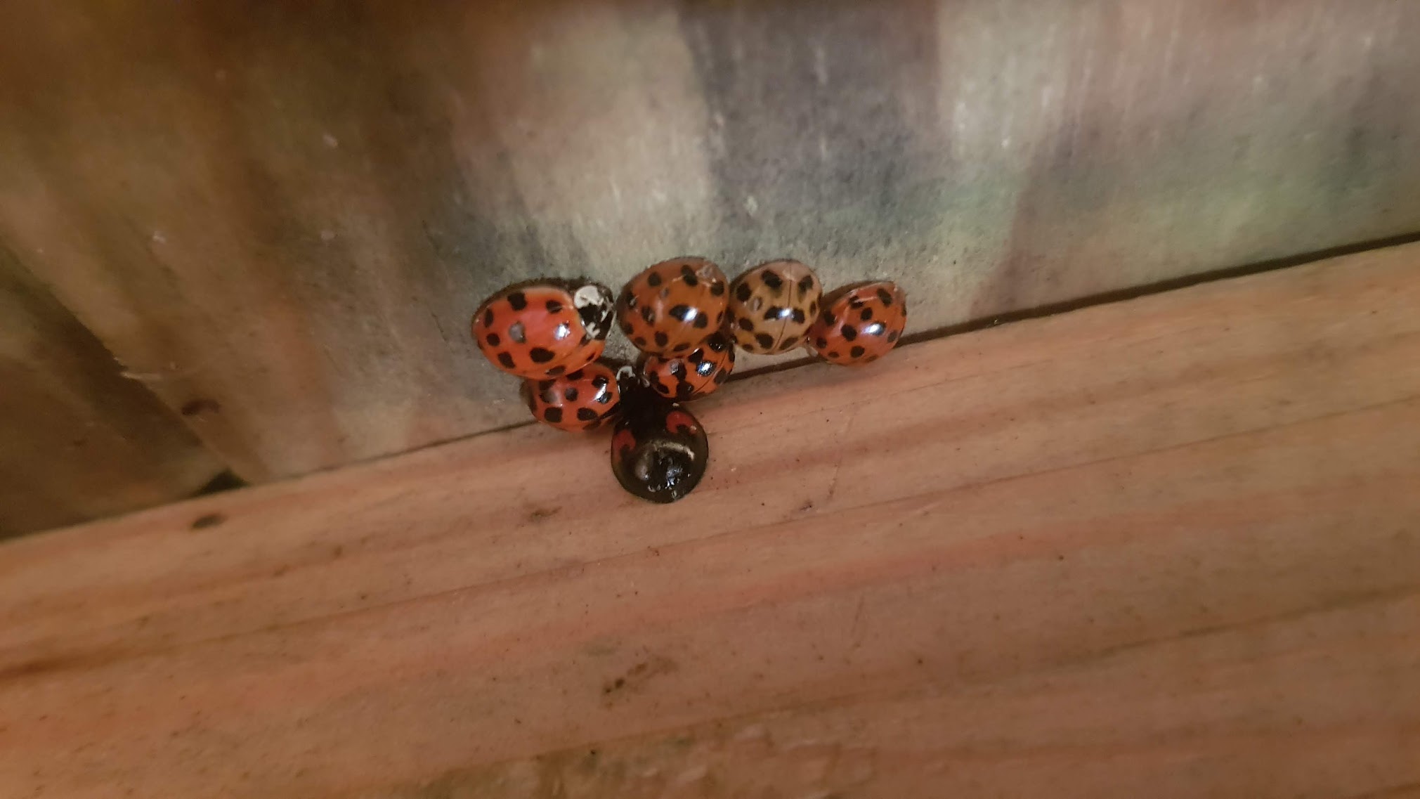 ladybugs.jpg