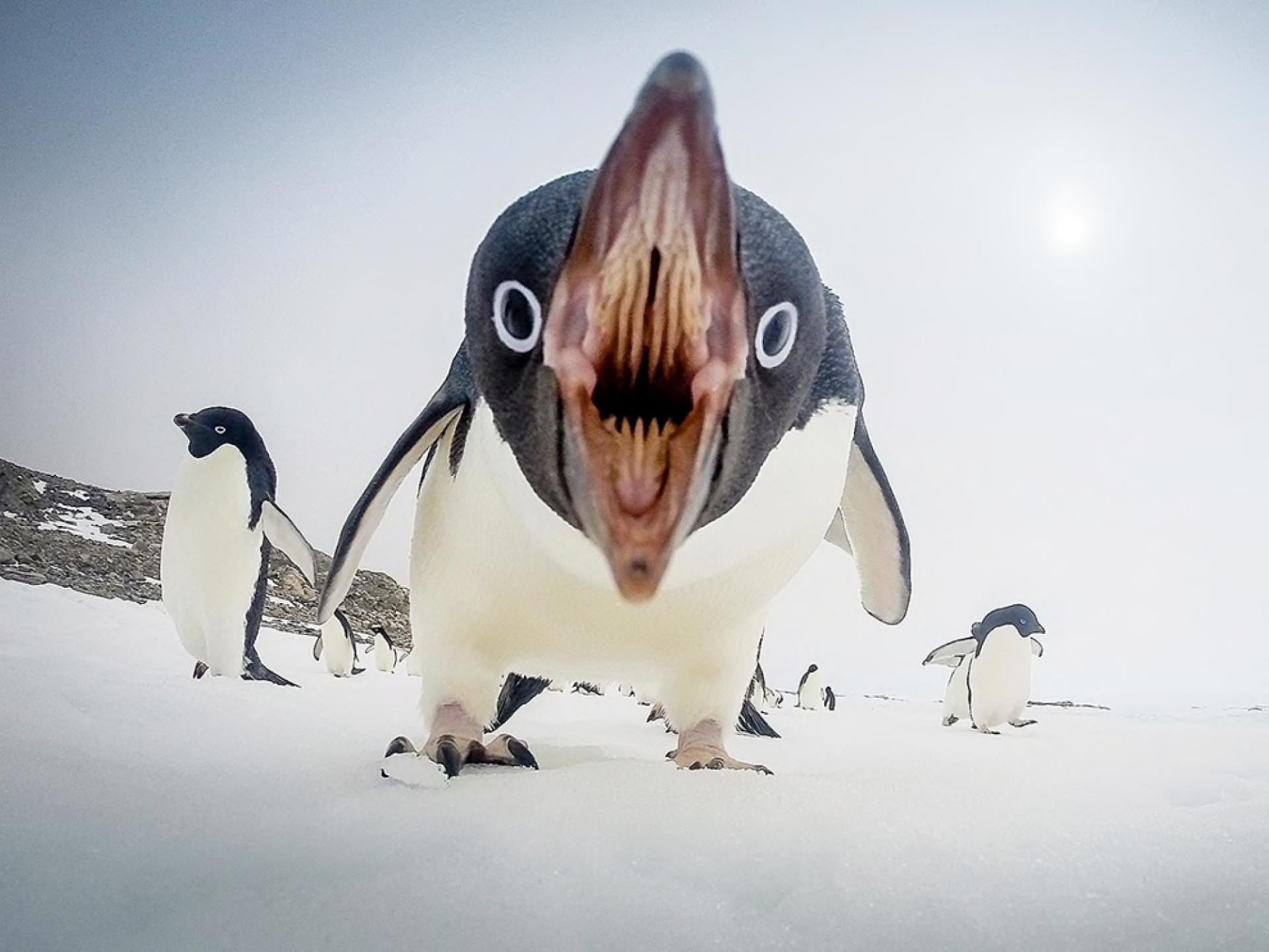 Pinguin.jpg