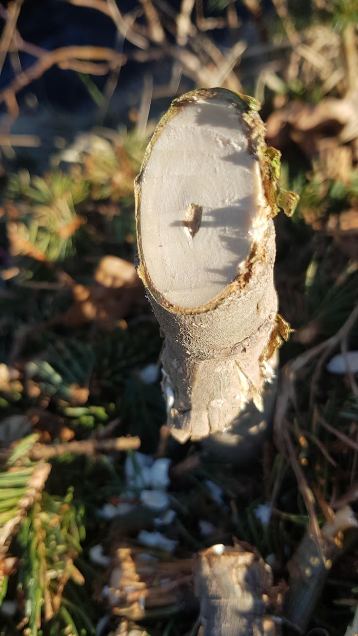 damage beaver trichobel poplar and willow shavings (5).jpg