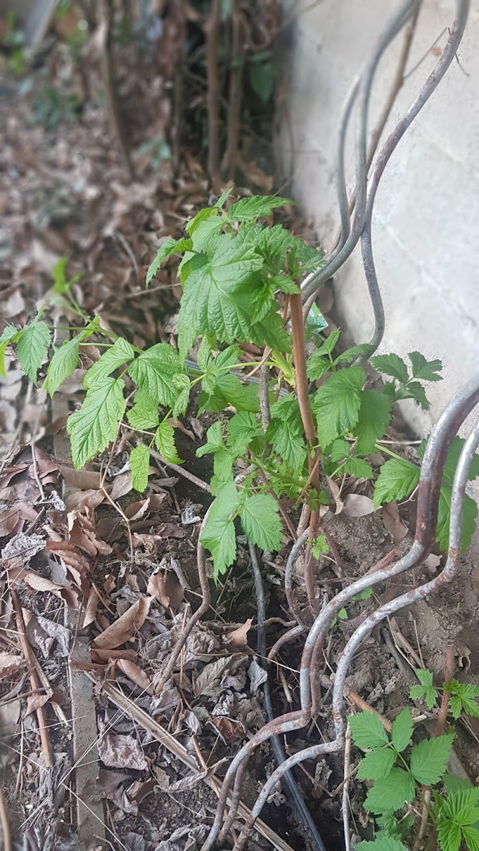 raspberry tree.jpg