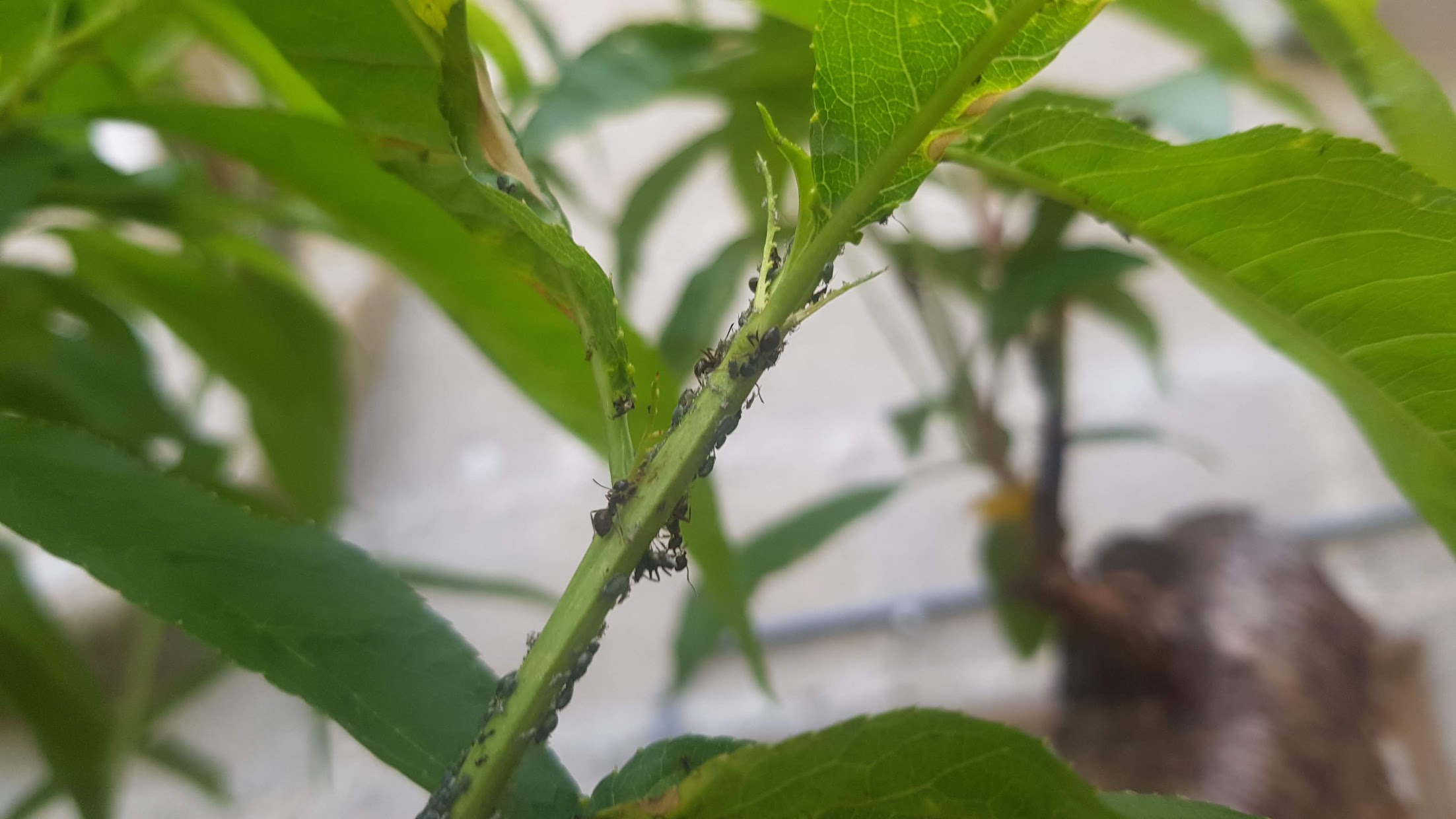 Aphids2.jpg