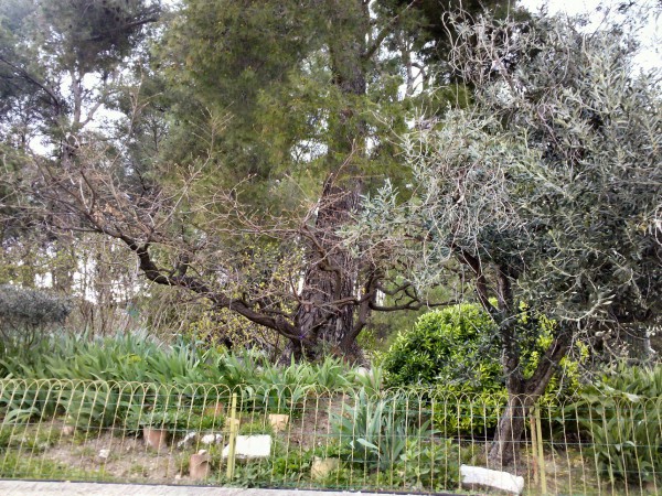 Branch of oak in pine (2) .jpg
